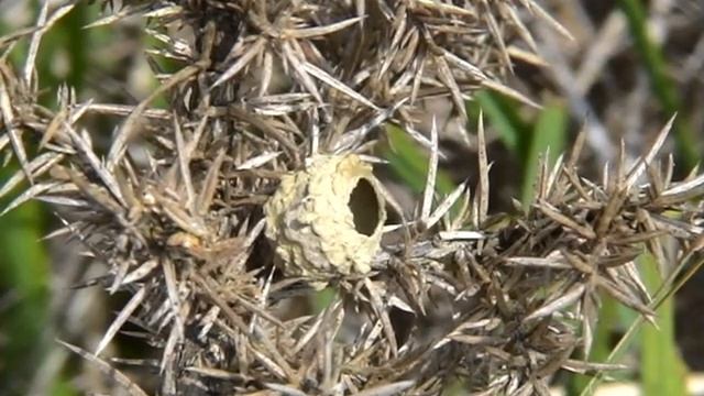 Heath Potter wasp builds pot timelapse