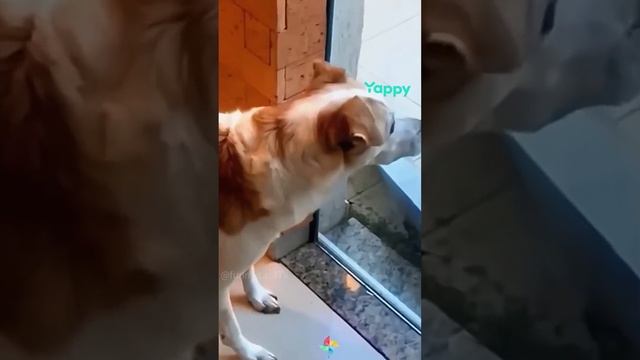 смешные животные