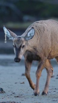 Captan inusual avistamiento de huemul en Magallanes