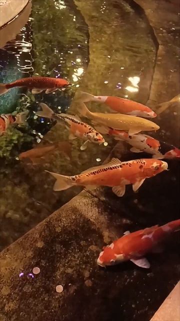 В парке Галицкого. Рыбок кормить нельзя ...)