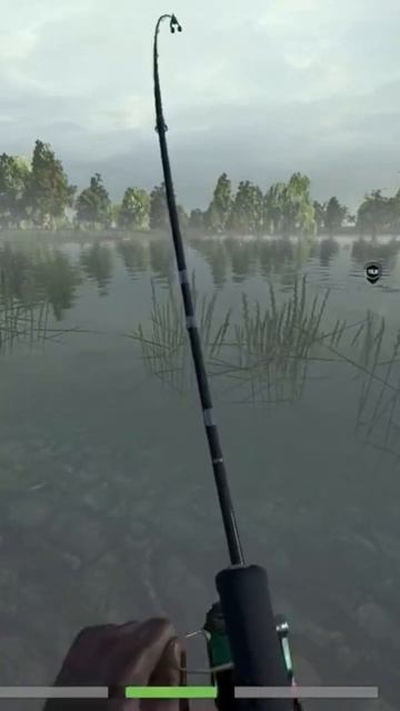 Карп 34 килограмм на донку #carpfishing #fishingvideo #fish #fishing #рыбалка #симуляторрыбалки