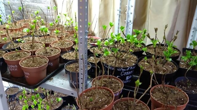 6.02.25 г. что сейчас на террасе с крупнолистной гортензией