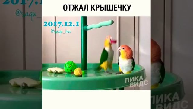 Отжал крышечку😂😂😂