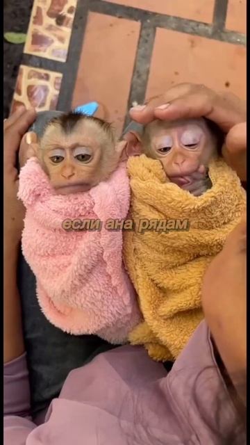 весна🌼 #memes #monkey #браток #brother #roblox #ещкере #мем #а4 #юмор #бибизяны #стандофф2 #смешно