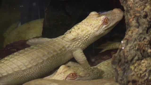 Raw: Rare Baby Albino Alligators Go on Display