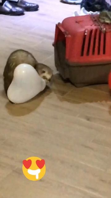 Ferret Joey VS ball - funny animals - фретка Джої🐾