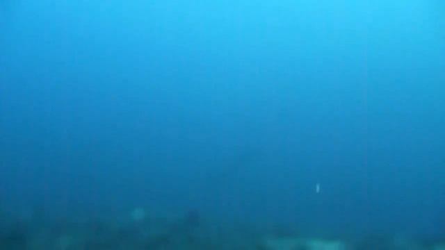 マラパスクワ　MALAPASCUA　ニタリ　Thresher shark