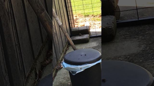 Skink in the crap bucket