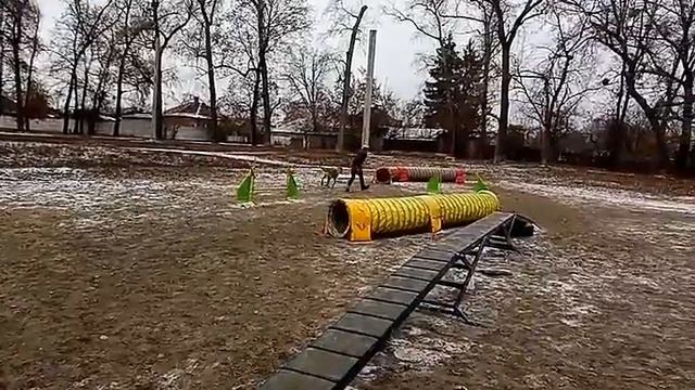 Борислав и Яппи учим бум в связке Аджилити Спорт с собакой СОБАЧЬЕ ХОББИ DOGGYHOBBY