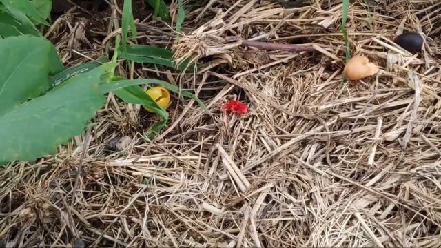 Trombidium holosericeum                  ఈ పురుగుని  తెలుగులో ఏమంటారో