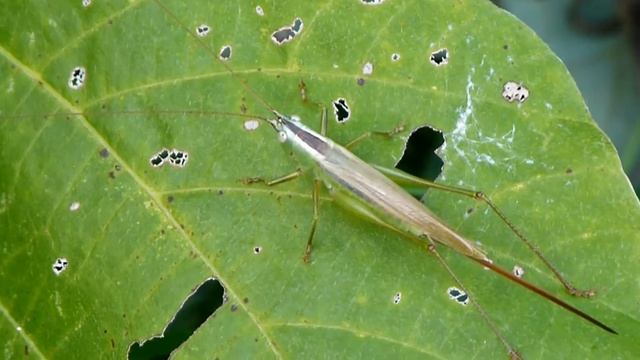 Conehead Bush-cricket Female (Conocephalus fuscus) キタササキリ♀＠クズ葉
