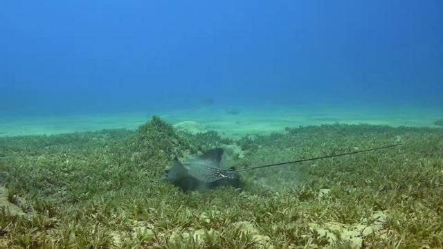 Eagle Rays