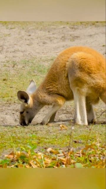 Red Kangaroo #beautifulaustralia71 #wildlife  #cute #love #kangaroo #shorts #viral