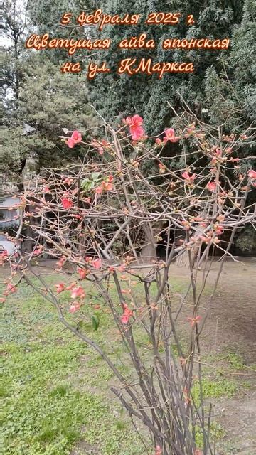 5 февраля 2025 г. Цветущий хеномелес (айва японская) на ул. К.Маркса #ялта #ялта2025 #айва