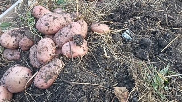 УРОЖАЙ МОДНОГО КАРТОФЕЛЯ // ВАЦАП ДЛЯ ЗАКАЗА КАТАЛОГА 89152458159 ПИСЬМЕННО