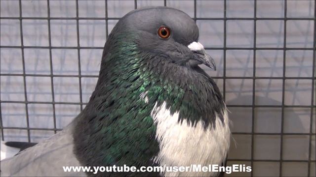Pigeons Boulant d'Alsace - Alsace Cropper Pigeon - Elsässer Kröpfer - SNC Woincourt 2022