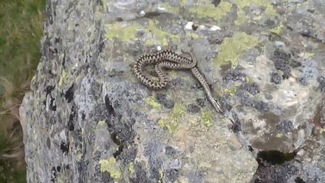 vipera 2