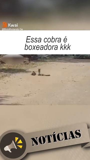 Mangusto atacando a fosa naja