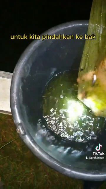 ikan gurame umur 3 minggu #fish #fishcatching #ikan #fishing