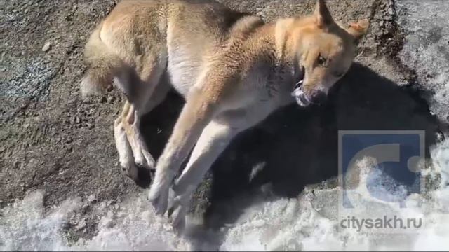 Судороги собаки напугали жителей Южно-Курильска, часть 2