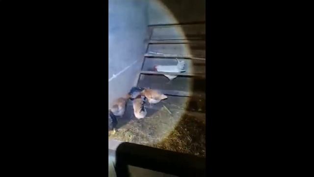 Курицы не в человеческих условиях)))