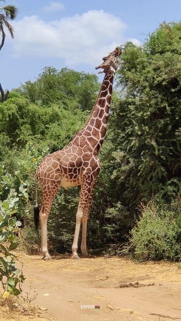 Scenic African Adventure - Immersive 4K Wildlife Film With Authentic African Soundtrack.