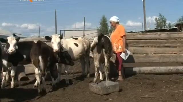 В этом году по республике планируется переработать более 74 тонн молока