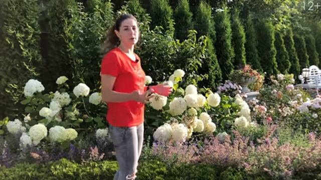 Как_Сделать_Сад_Из_Гортензии67.mp4