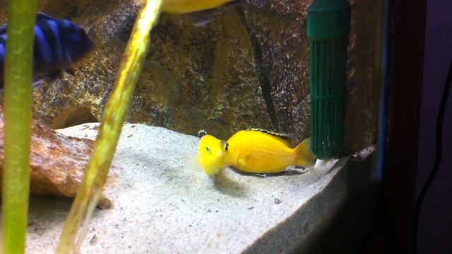 Labidochromis Caeruleus Breeding .MOV