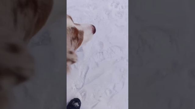 Утренний моцион аусси Грейс. Видео от 07,02.2025 г.