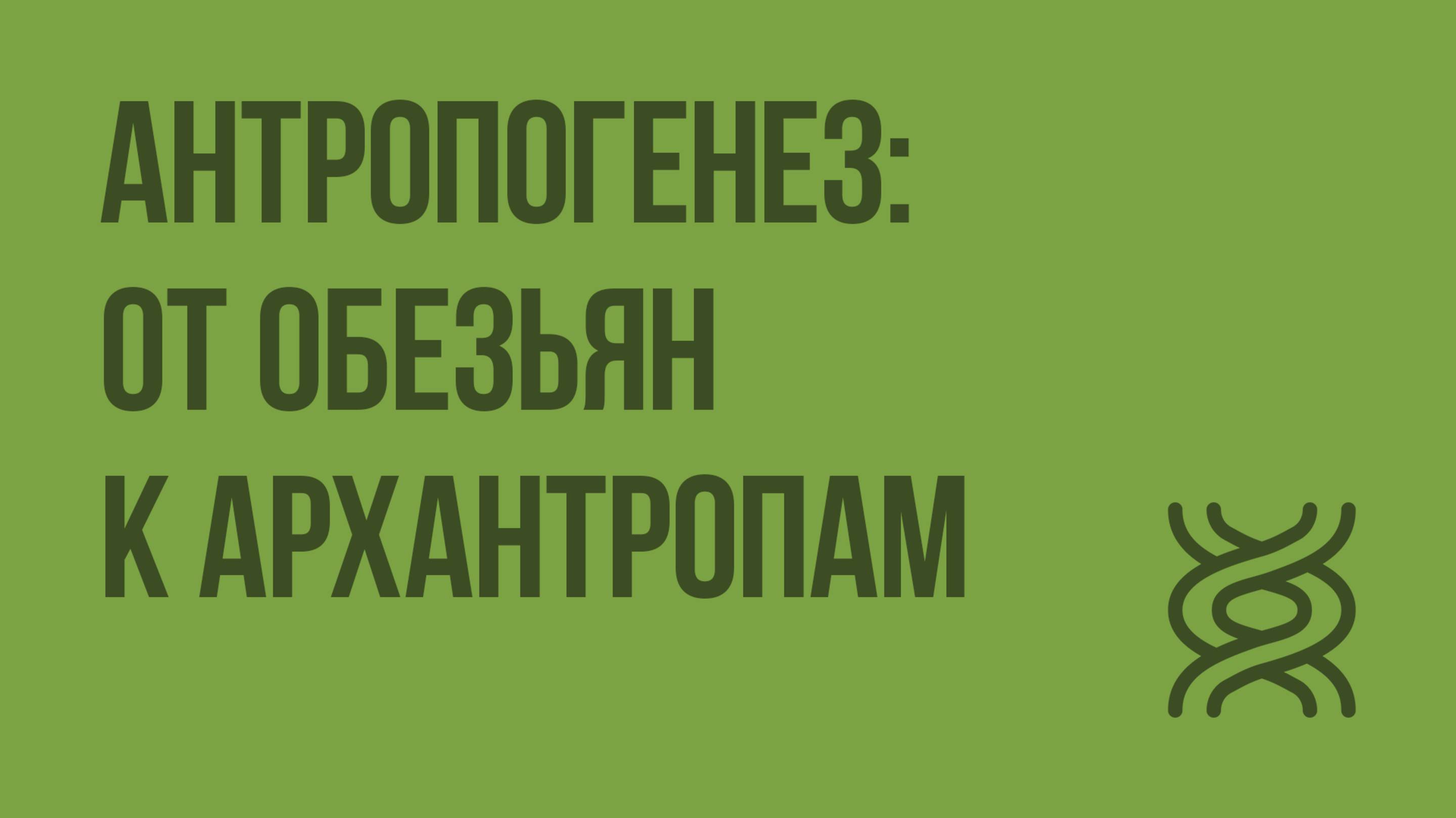 Антропогенез от обезьян к архантропам. Видеоурок по биологии 11 класс
