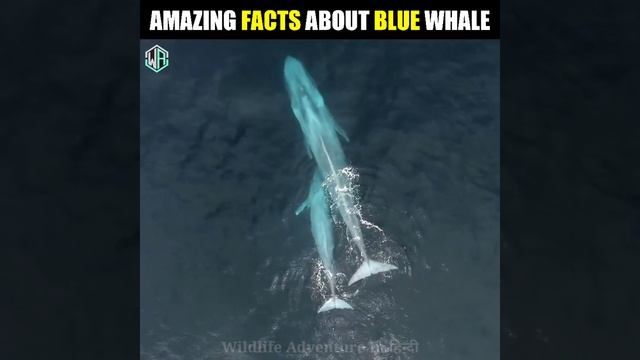 🤯 AMAZING FACTS ABOUT BLUE WHALE | Wildlife Adventure In हिन्दी | #shorts #amazingfacts #ytshorts