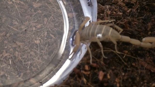 Centruroides sculpturatus drinking
