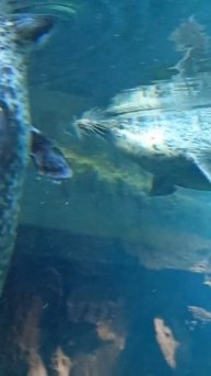 снизу шпион морской кот!!!