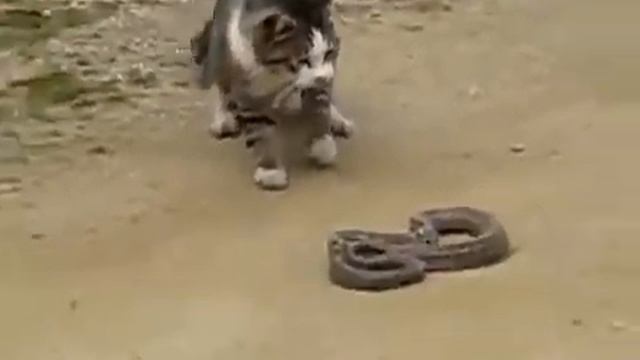 КОТ ПРОТИВ ЗМЕИ!