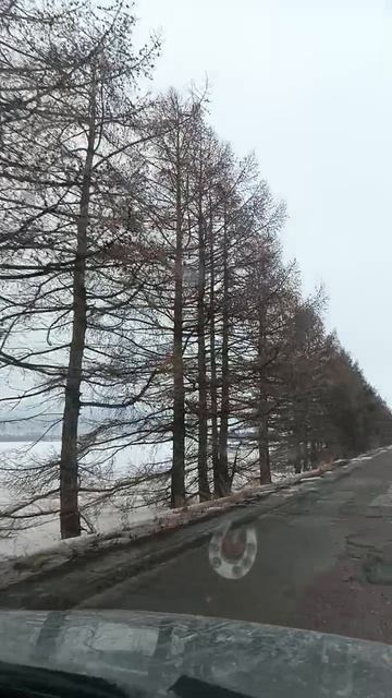 1000492892.mp4, лиственницы,начало февраля 2025