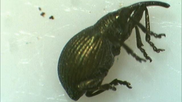 Tanatosis en apionidae
