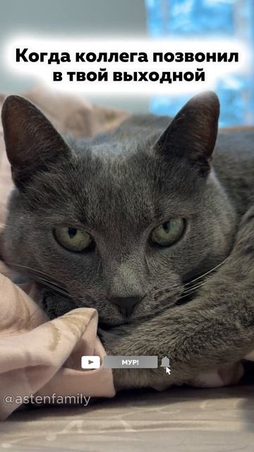 Позвонил в выходной #кототерапия#кошечки#приколыкоты#котыприколы#astenfamily#котик
