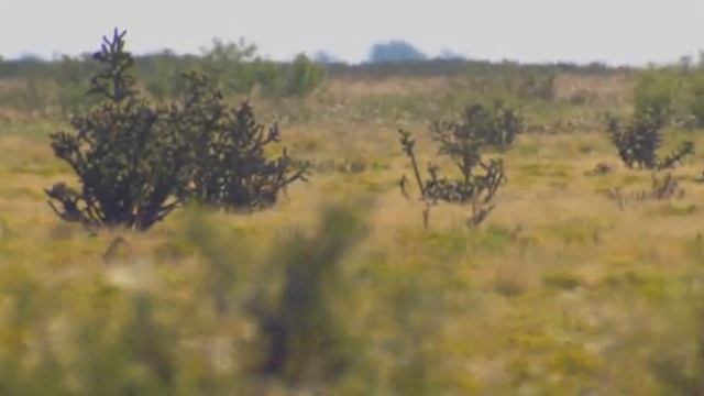 pt2 - Hunting in New Mexico - Pronghorn Antelope - SF Guiding Co.