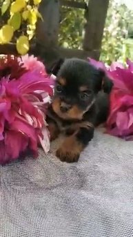 video 1568039221