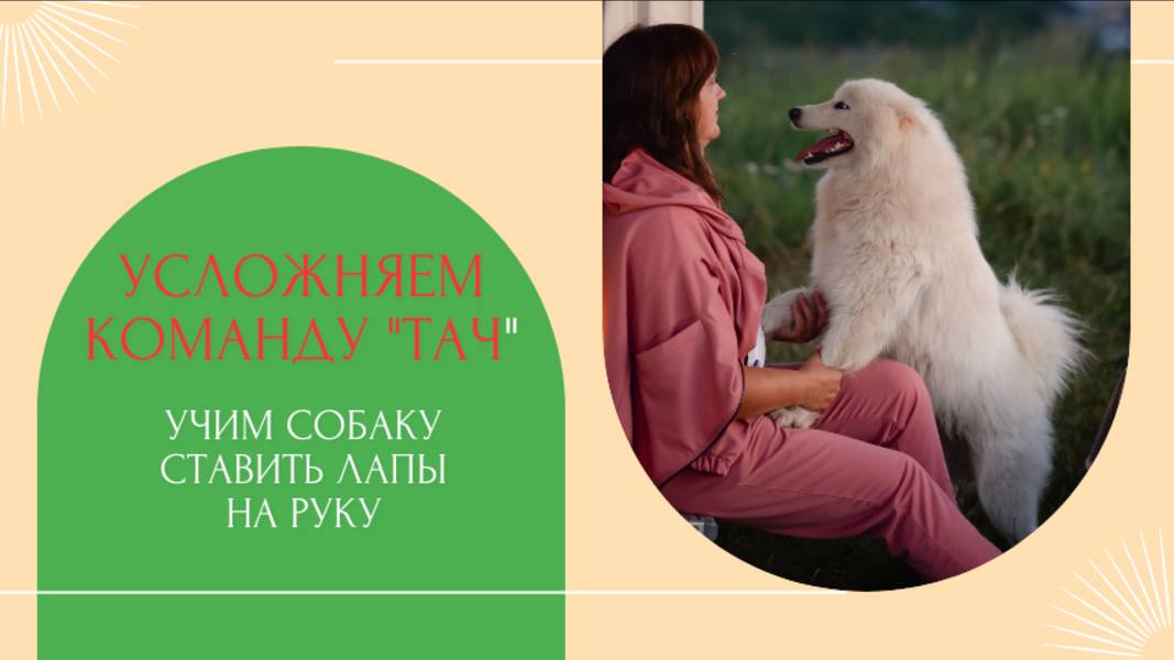 Усложняем команду "Тач". Учим собаку ставить лапки на руку