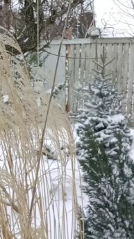 Крымский парк в снегу #Shorts