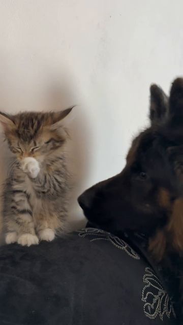 🐈 🐕🦺