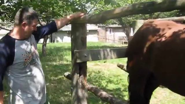 Коні ваговози. 🐎МОЇ  БУДНІ🐎