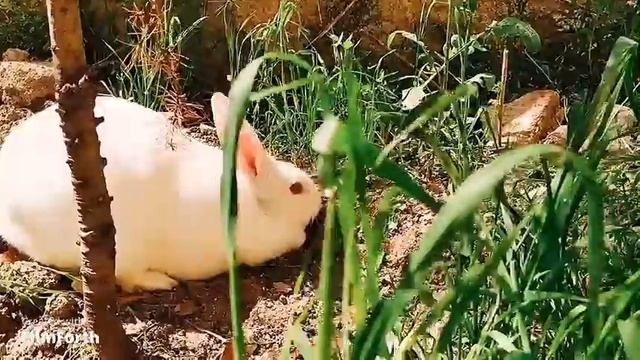 cute rabbit fun  | 4K HD | film forth