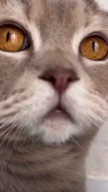 Кот 🐈