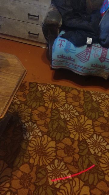 котенок кусака 5