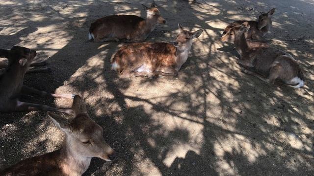 The Sika Deer of Nara, Briefly Explained