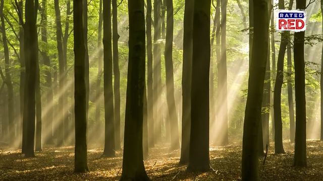 The Best Tree Species for Squirrel Hunting