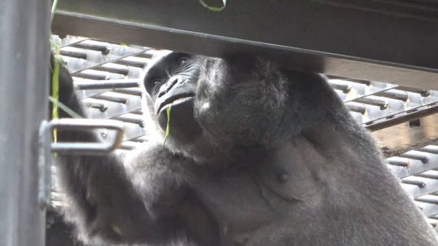Stop it! Mom gorilla is a little angry at her little son's prank. Genki ｜Momotaro family